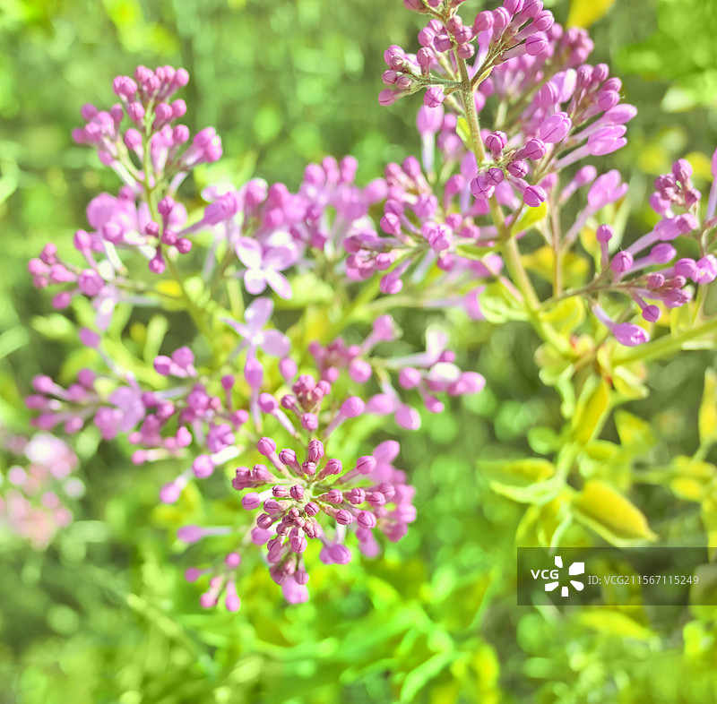 春天里含苞待放的丁香花图片素材