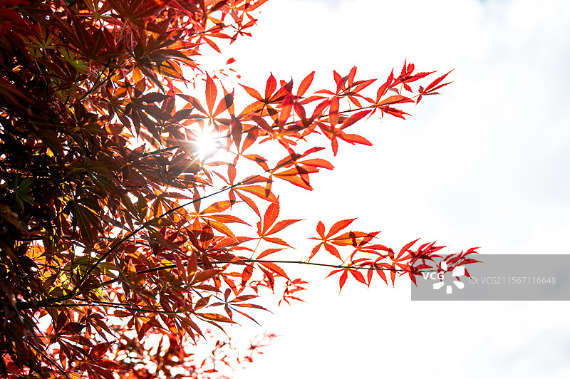 福州闽侯洋里乡金田村枫叶图片素材