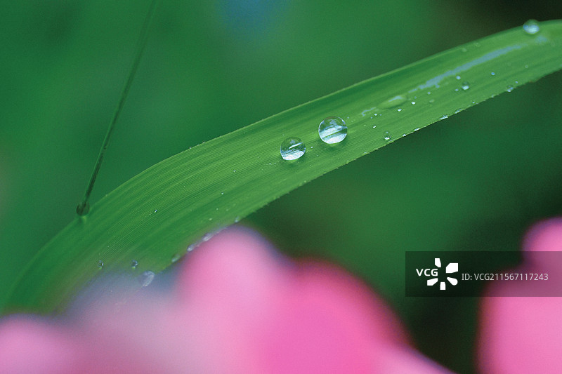 高清风景。立夏。小满。雨天。绿叶上的水珠。微距。自然风光背景图图片素材