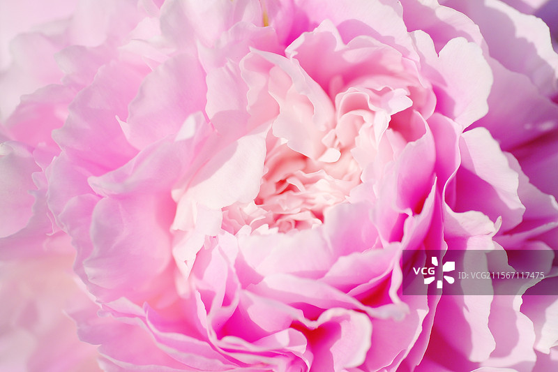 芍药。芍药花。微距特写。高清风景。自然风光背景图图片素材