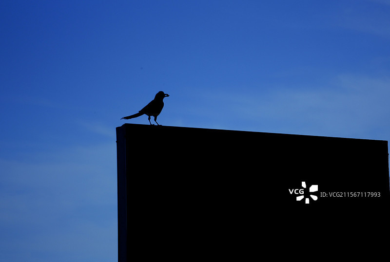 蓝色天空背景下。蓝天白云。觅食归来的花喜鹊剪影。自然风光背景图图片素材