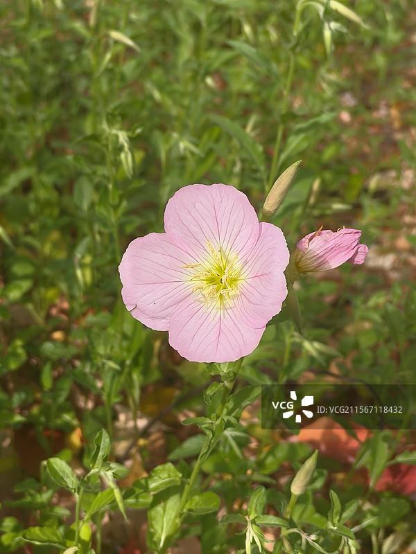 华科的单只月见草图片素材