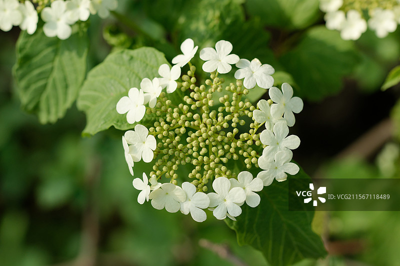 白色开花植物特写镜头，天目琼花，春季户外自然生态，植物花卉，特写微距图片素材