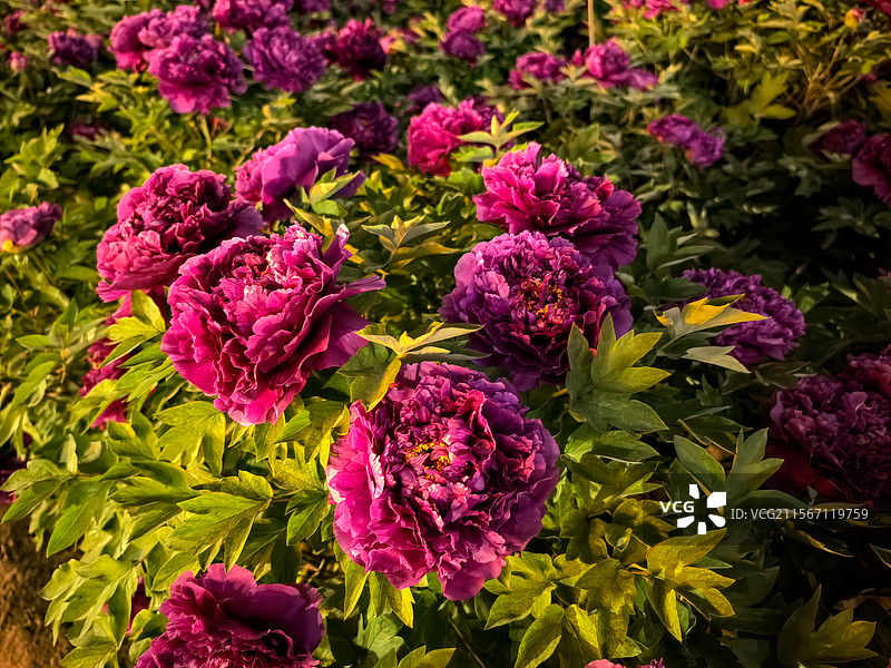 洛阳夜晚粉紫玫红牡丹花卉夜景风光图片素材