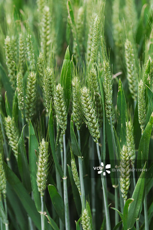 麦田麦穗图片素材