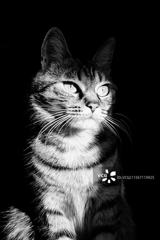 黑白狸花猫肖像。宠物猫。宠物头像图片素材