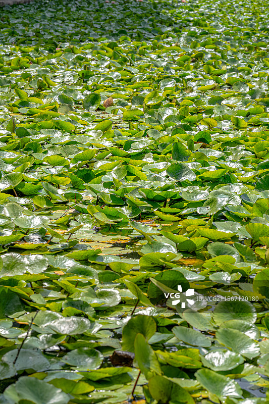 睡莲的叶子覆盖公园池塘 5月春末初夏生机勃勃 莲花含苞待放 乡土田园区缘池 上海浦东世纪公园植物图鉴图片素材