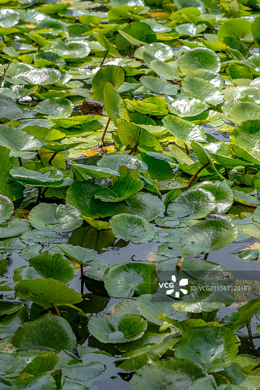 睡莲的叶子覆盖公园池塘 5月春末初夏生机勃勃 莲花含苞待放 乡土田园区缘池 上海浦东世纪公园植物图鉴图片素材