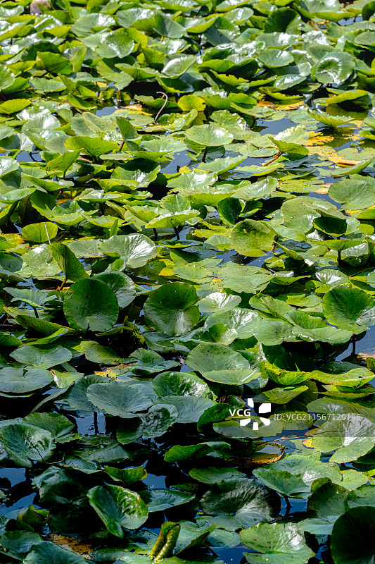 睡莲的叶子覆盖公园池塘 5月春末初夏生机勃勃 莲花含苞待放 乡土田园区缘池 上海浦东世纪公园植物图鉴图片素材