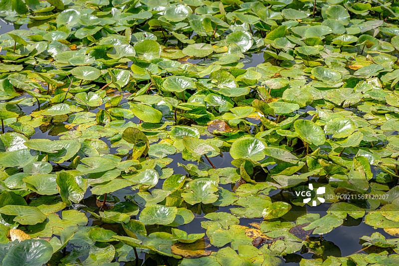 睡莲的叶子覆盖公园池塘 5月春末初夏生机勃勃 莲花含苞待放 乡土田园区缘池 上海浦东世纪公园植物图鉴图片素材
