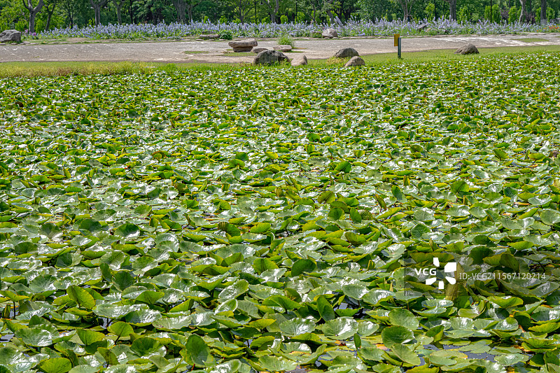 睡莲的叶子覆盖公园池塘 5月春末初夏生机勃勃 莲花含苞待放 乡土田园区缘池 上海浦东世纪公园植物图鉴图片素材