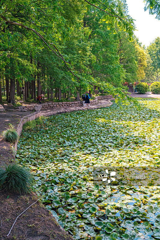 睡莲的叶子覆盖公园池塘 5月春末初夏生机勃勃 莲花含苞待放 乡土田园区缘池 上海浦东世纪公园植物图鉴图片素材