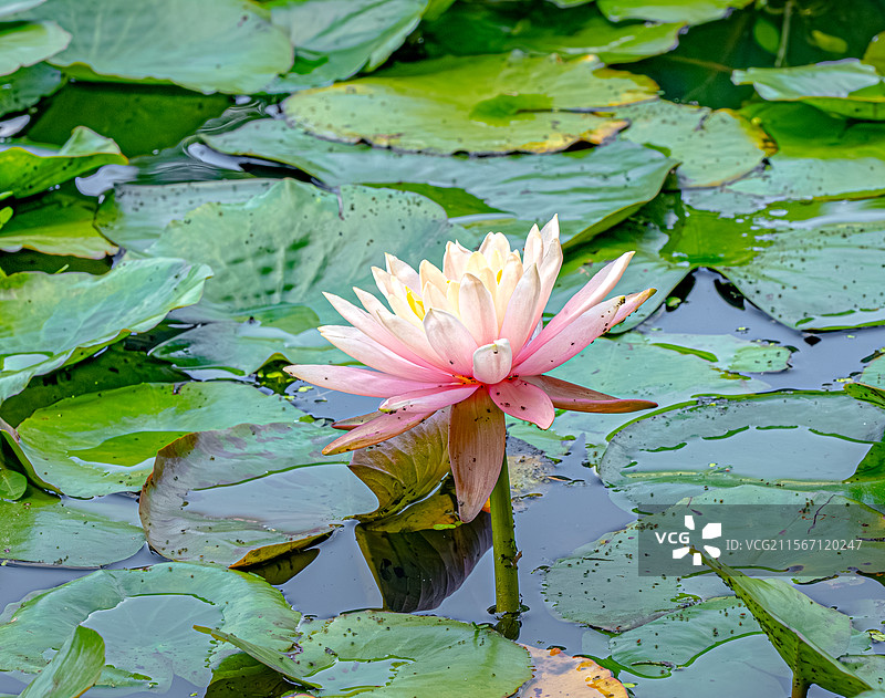 睡莲的叶子覆盖公园池塘 莲花盛开 5月春末初夏生机勃勃 乡土田园区缘池 上海浦东世纪公园植物图鉴图片素材