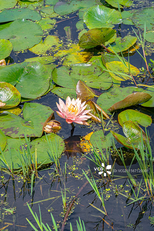 睡莲的叶子覆盖公园池塘 莲花盛开 5月春末初夏生机勃勃 乡土田园区缘池 上海浦东世纪公园植物图鉴图片素材