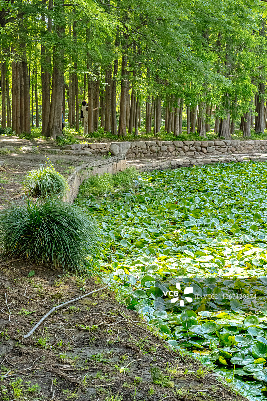 睡莲的叶子覆盖公园池塘 5月春末初夏生机勃勃 莲花含苞待放 乡土田园区缘池 上海浦东世纪公园植物图鉴图片素材
