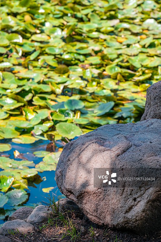 睡莲的叶子覆盖公园池塘 5月春末初夏生机勃勃 莲花含苞待放 乡土田园区缘池 上海浦东世纪公园植物图鉴图片素材