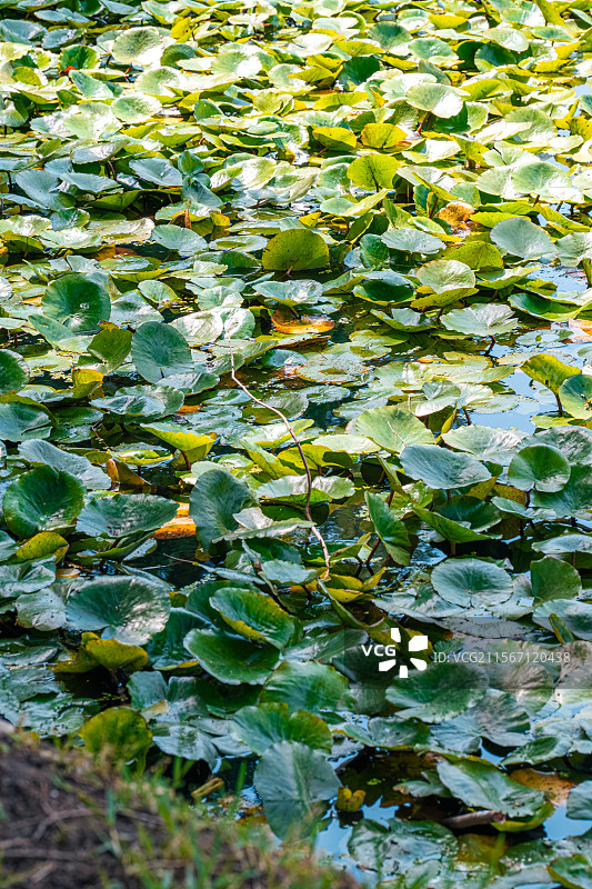 睡莲的叶子覆盖公园池塘 5月春末初夏生机勃勃 莲花含苞待放 乡土田园区缘池 上海浦东世纪公园植物图鉴图片素材