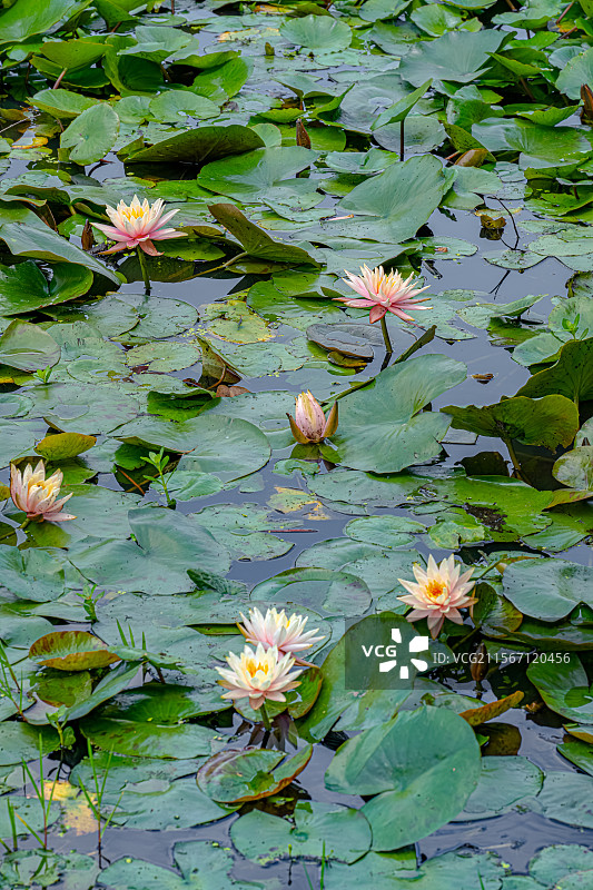 睡莲的叶子覆盖公园池塘 莲花盛开 5月春末初夏生机勃勃 乡土田园区缘池 上海浦东世纪公园植物图鉴图片素材