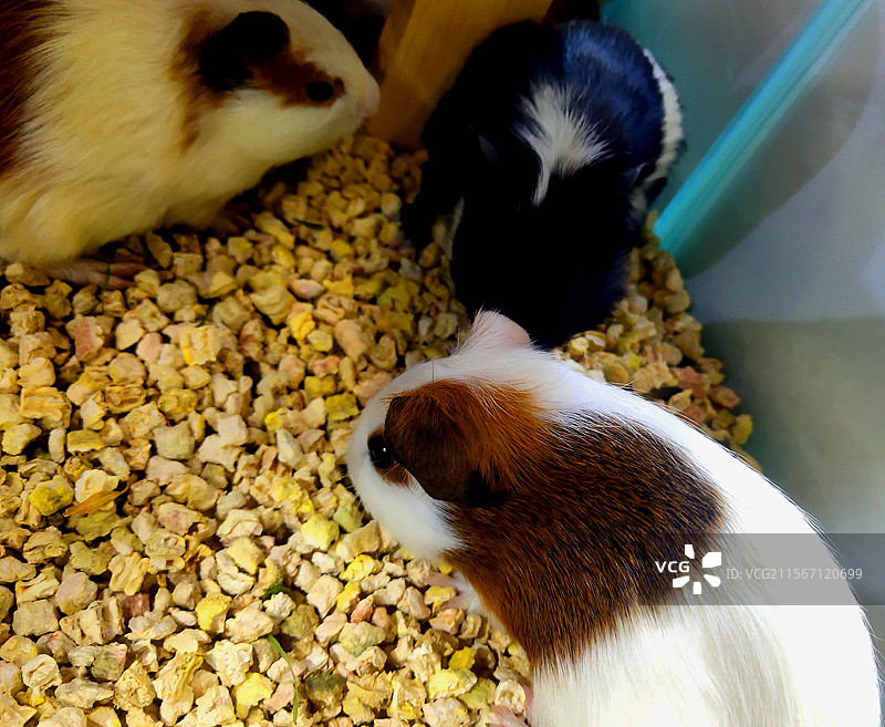 动物、宠物、荷兰猪、天竺鼠、葵鼠、几内亚猪图片素材