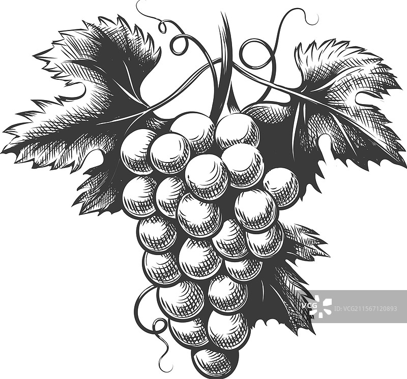 手绘葡萄串素描图片素材