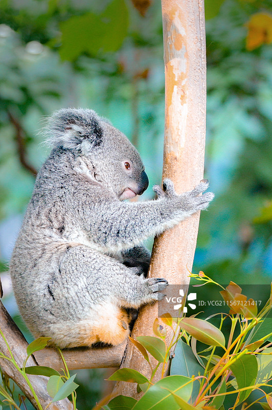 红山动物园的考拉图片素材
