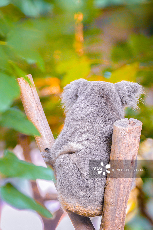 红山动物园的考拉图片素材