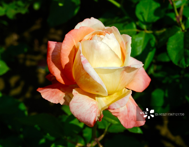 含苞待放的月季图片素材