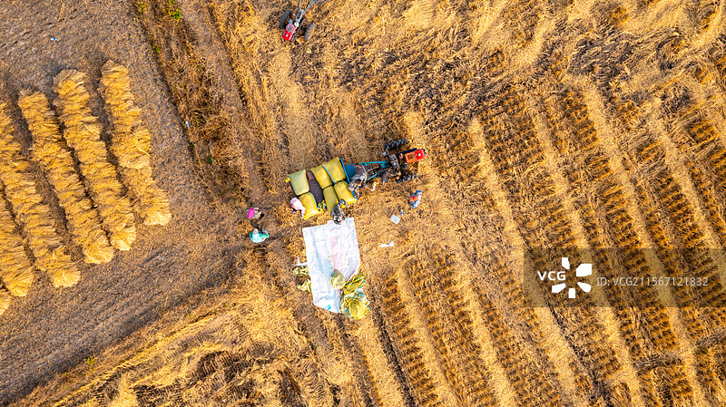 秋天中国吉林农民在稻田里收割水稻，将水稻麻袋装上拖拉机图片素材