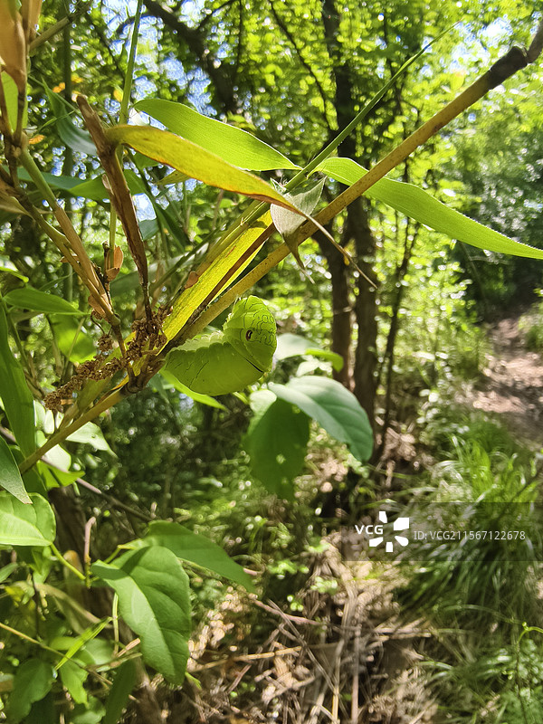 一只即将化蛹的黑色凤尾蝶幼虫挂在竹枝上图片素材