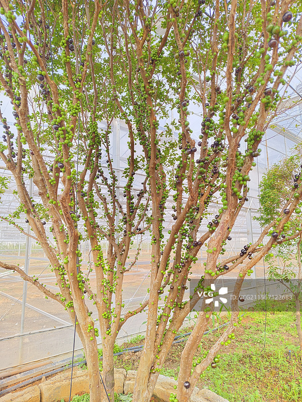 一棵挂满果实的嘉宝果树图片素材