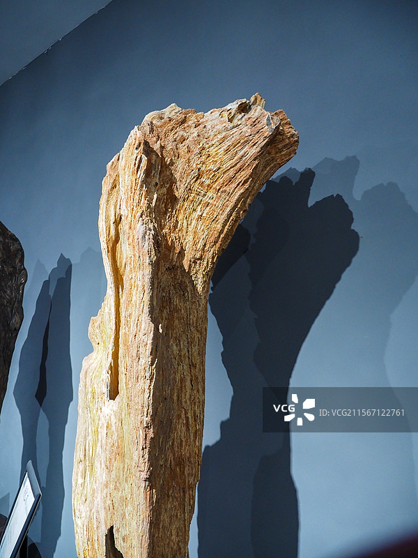 岁月沉淀的木化石图片素材