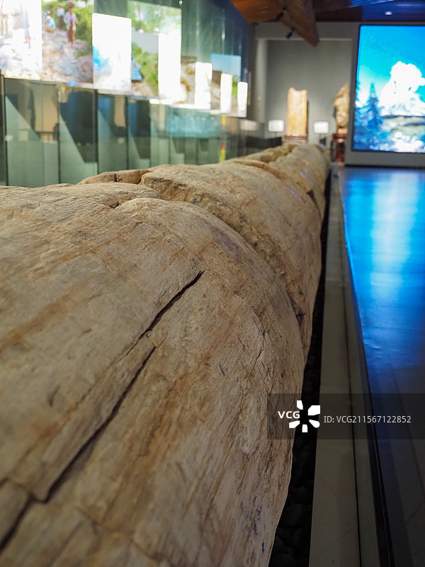 岁月沉淀的木化石图片素材