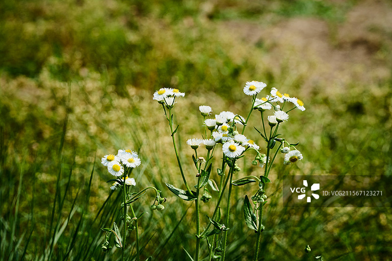 一丛盛开的白色野花，在阳光洒落的草地中悄然绽放，清新自然，生机盎然，是春日郊外恬静风景的真实写照。图片素材