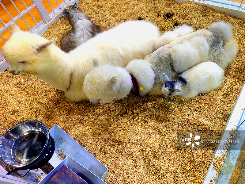 动物、宠物、羊驼、圈养、Vicugna-pacos、Alpaca图片素材