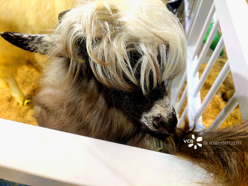 动物、宠物、迷你羊、尼日利亚矮山羊图片素材