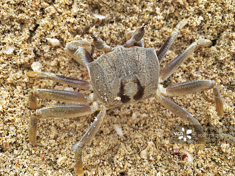 沙滩上的小螃蟹图片素材