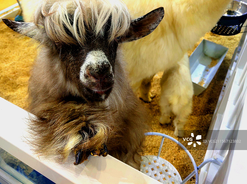 动物、宠物、迷你羊、尼日利亚矮山羊图片素材