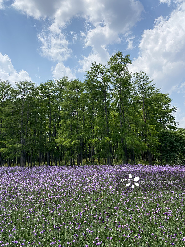 浪漫的紫色花海图片素材