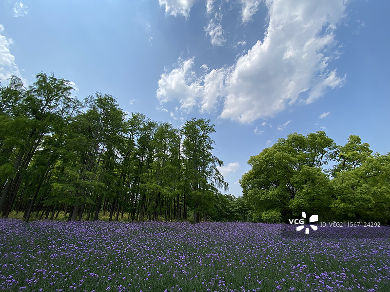 浪漫的紫色花海图片素材
