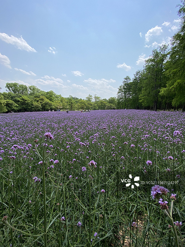 浪漫的紫色花海图片素材