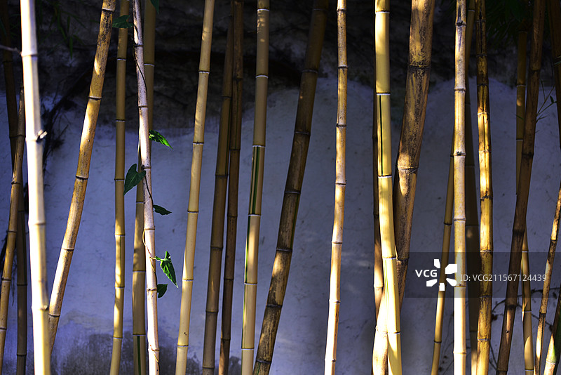 苏州拙政园秋天秋景古典园林竹子竹杆图片素材