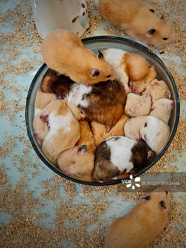 可爱仓鼠图片素材