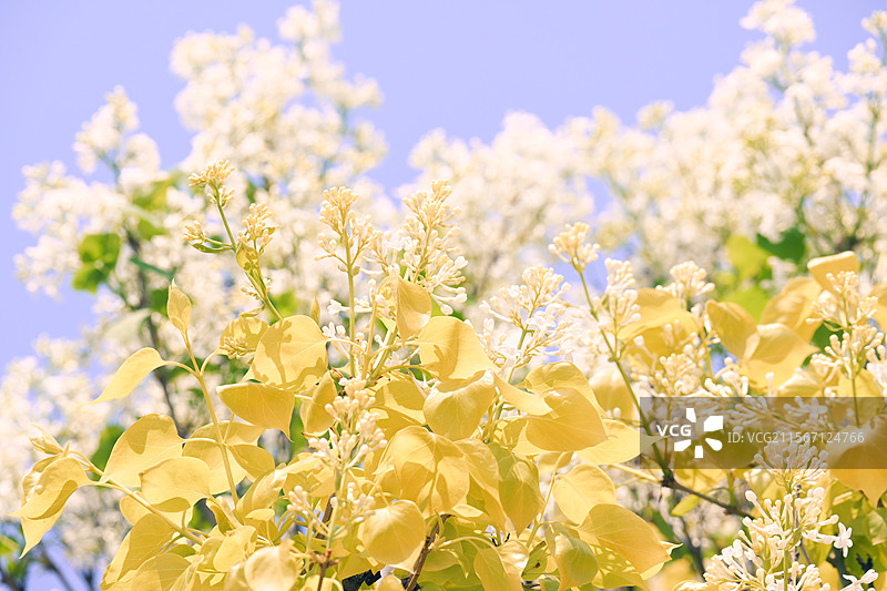 金叶丁香图片素材