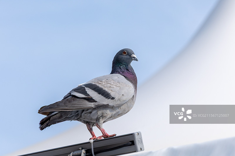 城市访客：一只灰鸽的驻足瞬间图片素材