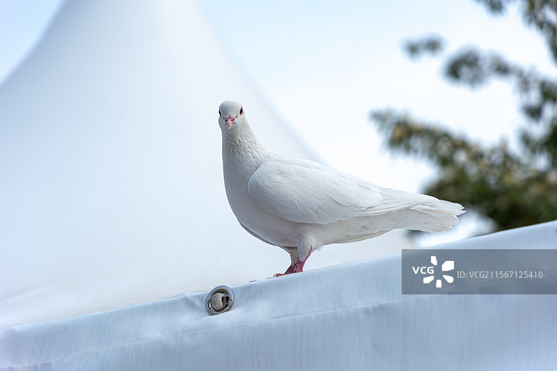 一只白鸽特写图片素材