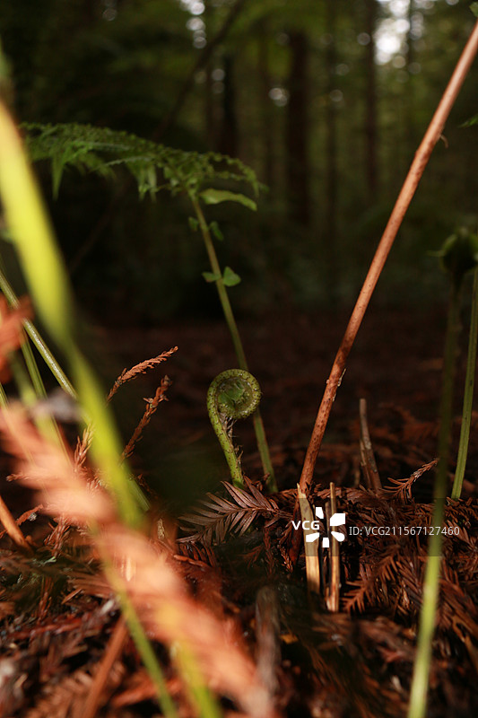 新西兰美景图片素材