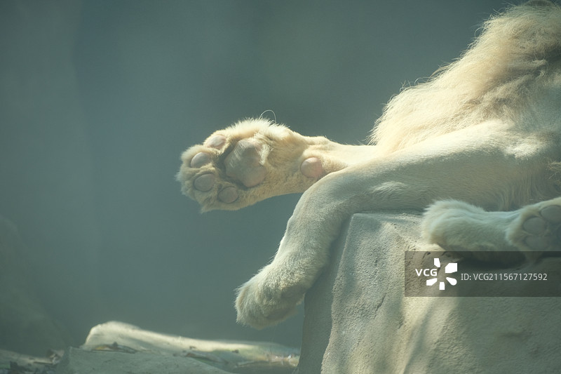 柔光下的狮子掌图片素材