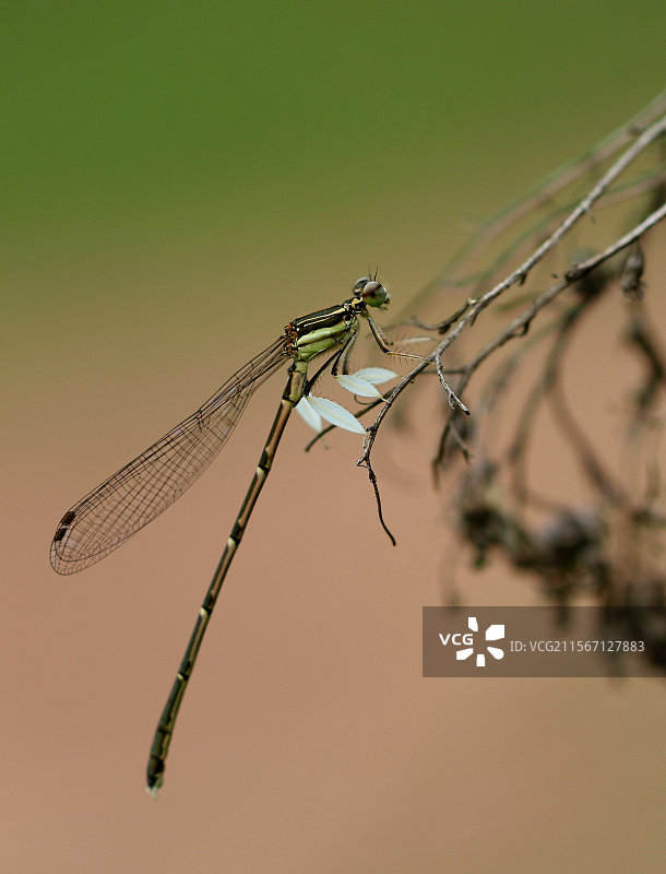 《好好休息·叶足扇蟌》图片素材