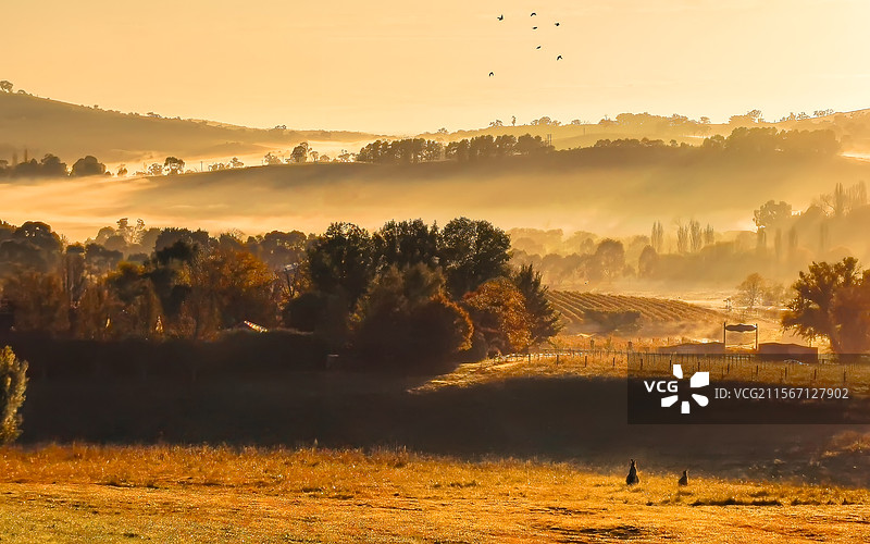 澳洲橘镇晨雾图片素材