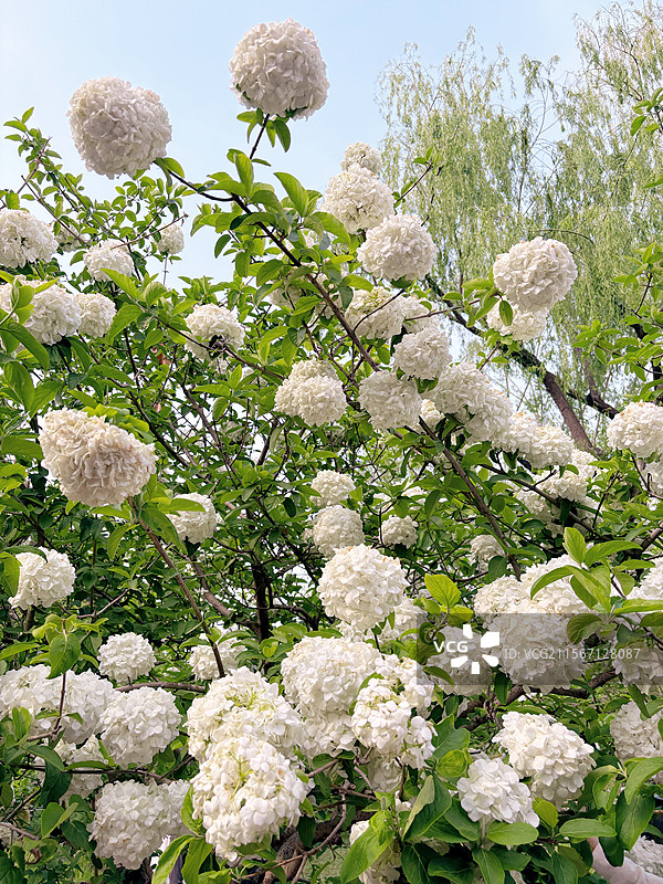 北京北海公园东门白色的木绣球花图片素材